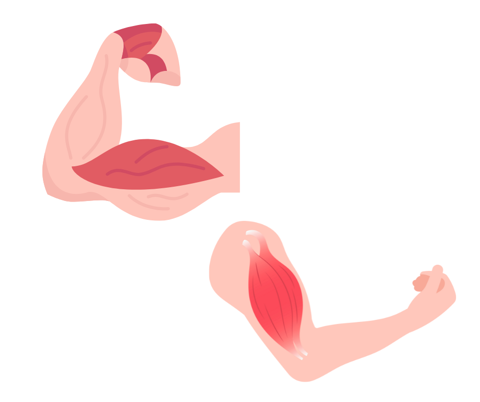 muscle mass